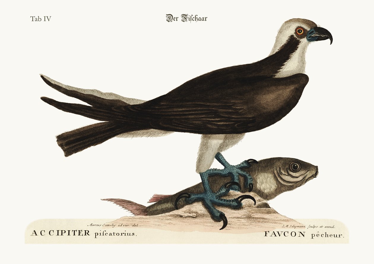 Kalastushaukka, 1749-73 tekijältä Mark Catesby