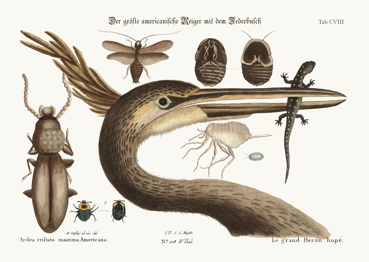 Suurin harmaahaikara, 1749-73 tekijältä Mark Catesby