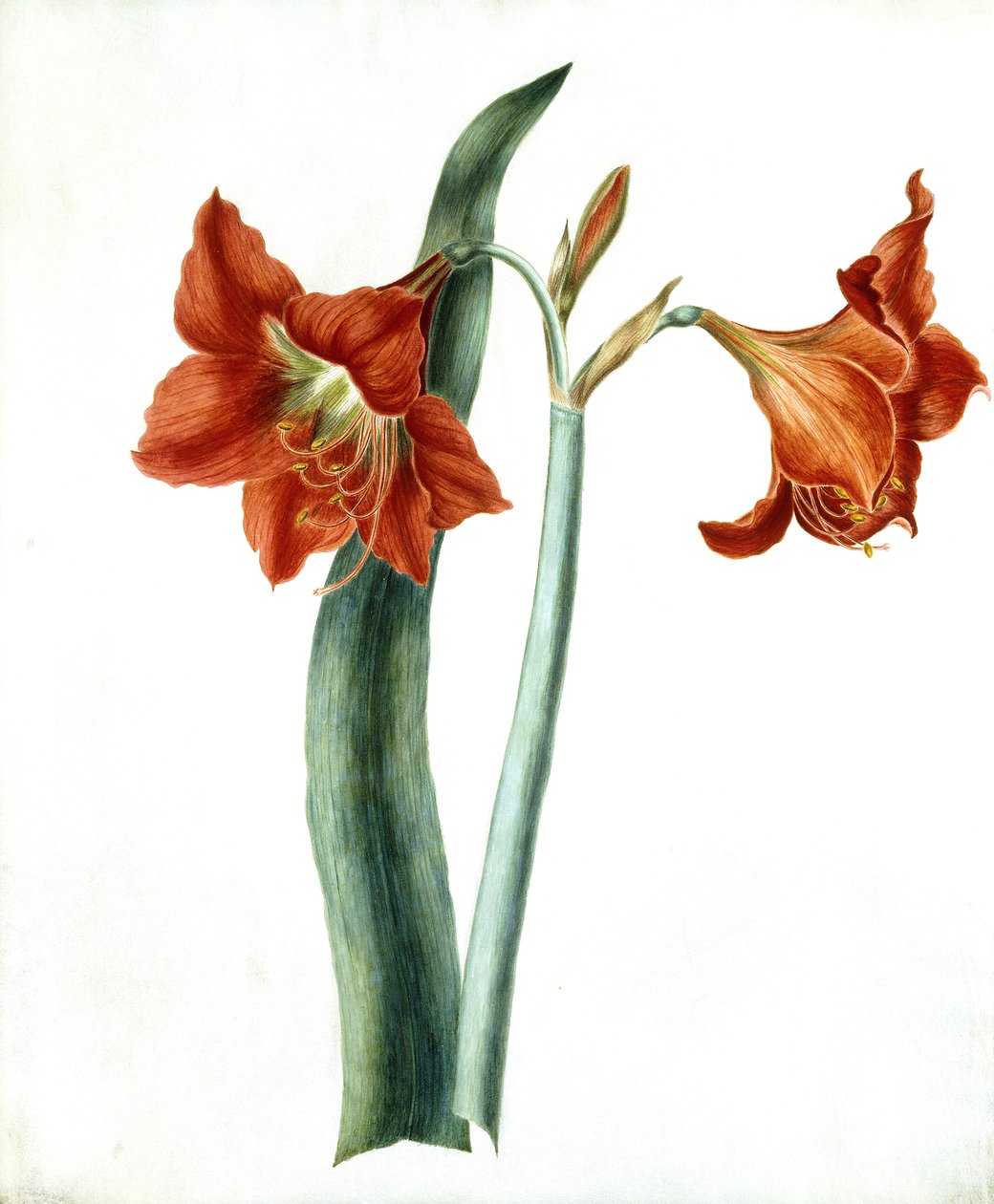 Amaryllis, noin 1790 tekijältä Martha Tuthill