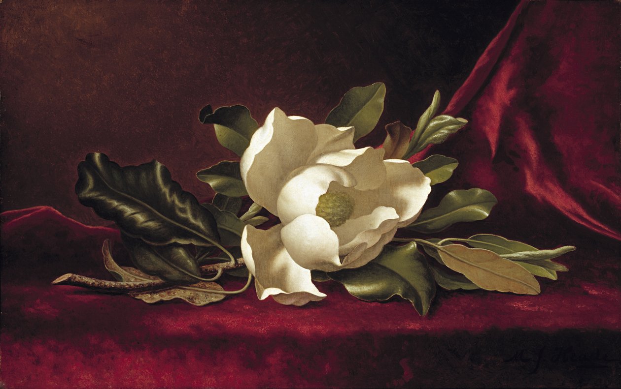 Magnolian kukka, 1888 tekijältä Martin Johnson Heade