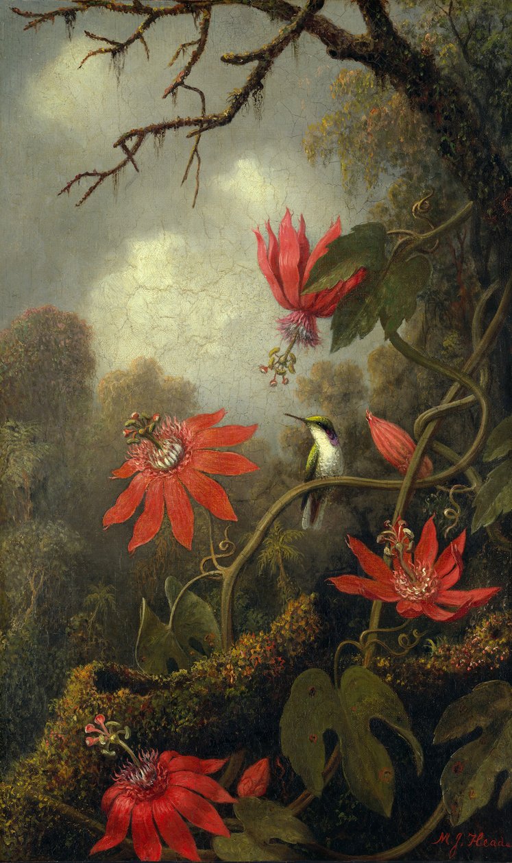 Hummingbird ja Passionflowers, n. 1875-85. tekijältä Martin Johnson Heade