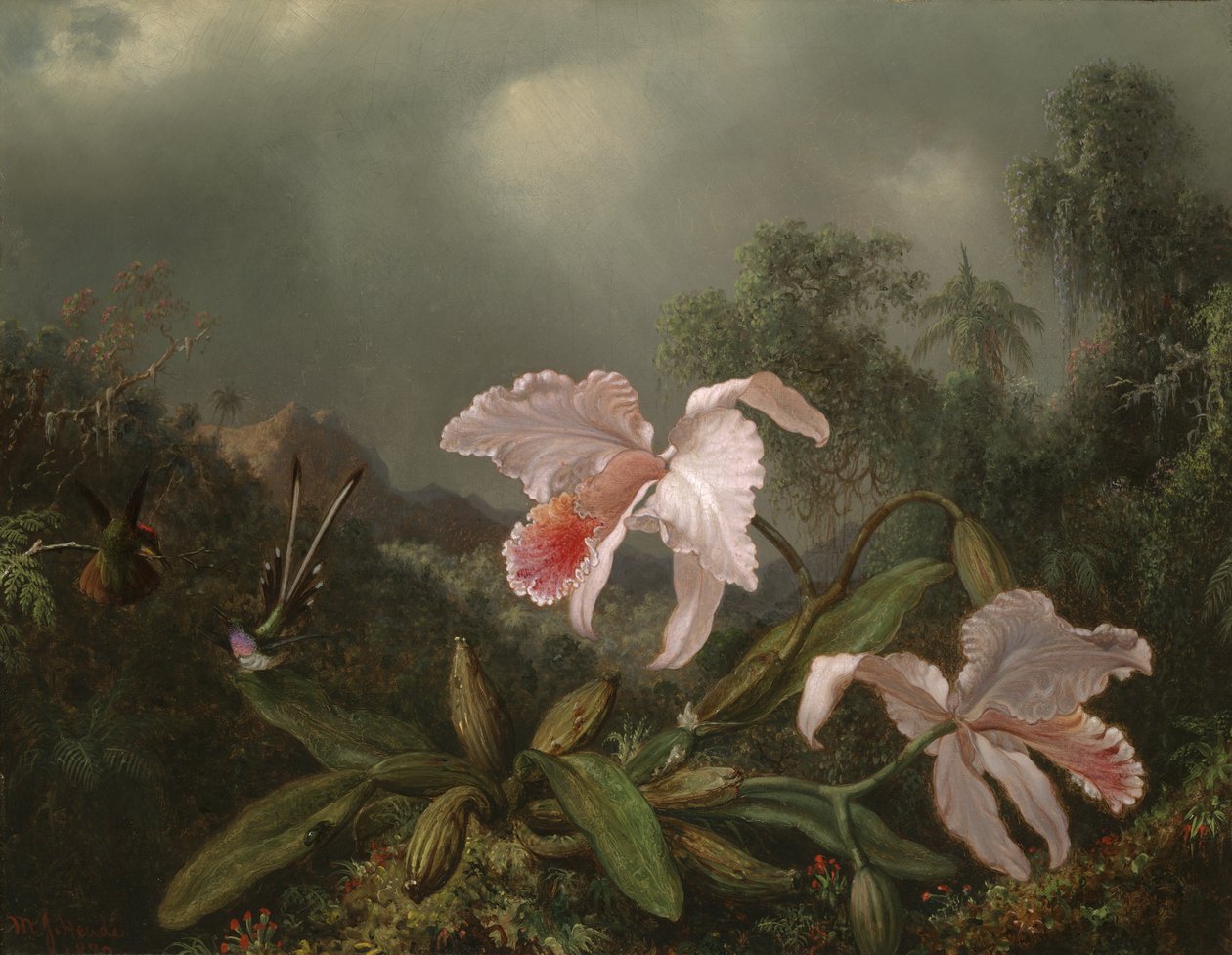 Viidakon orkideat ja kolibrit, 1872 tekijältä Martin Johnson Heade