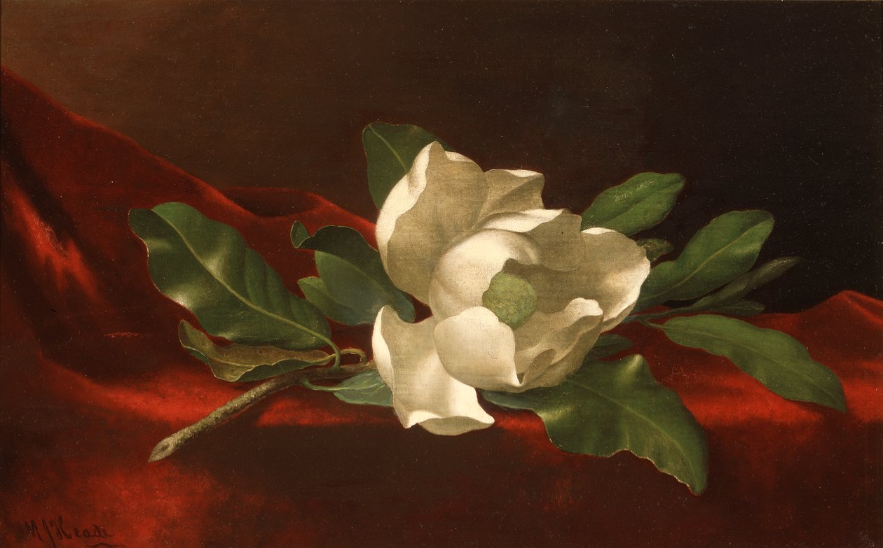 Magnolia tekijältä Martin Johnson Heade