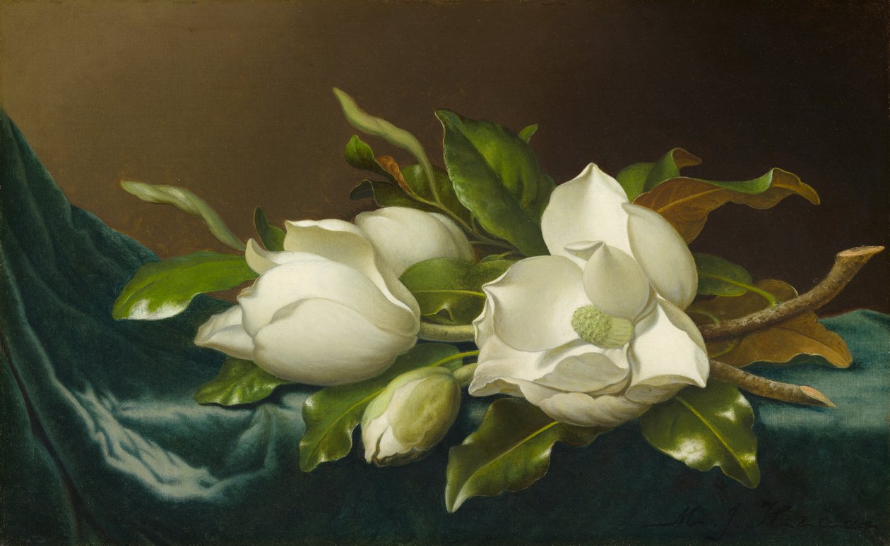 Magnoliat vaaleansinisellä samettikankaalla tekijältä Martin Johnson Heade