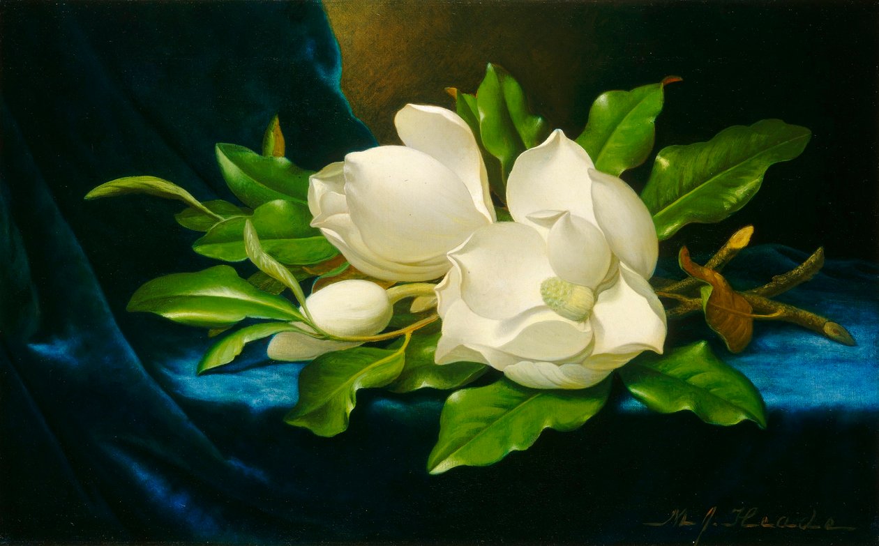 Magnolioita sinisellä samettikankaalla tekijältä Martin Johnson Heade