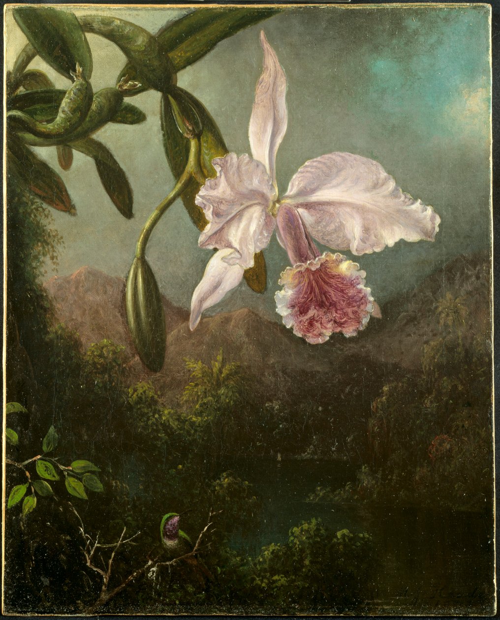 Orkideankukkia, 1873. tekijältä Martin Johnson Heade