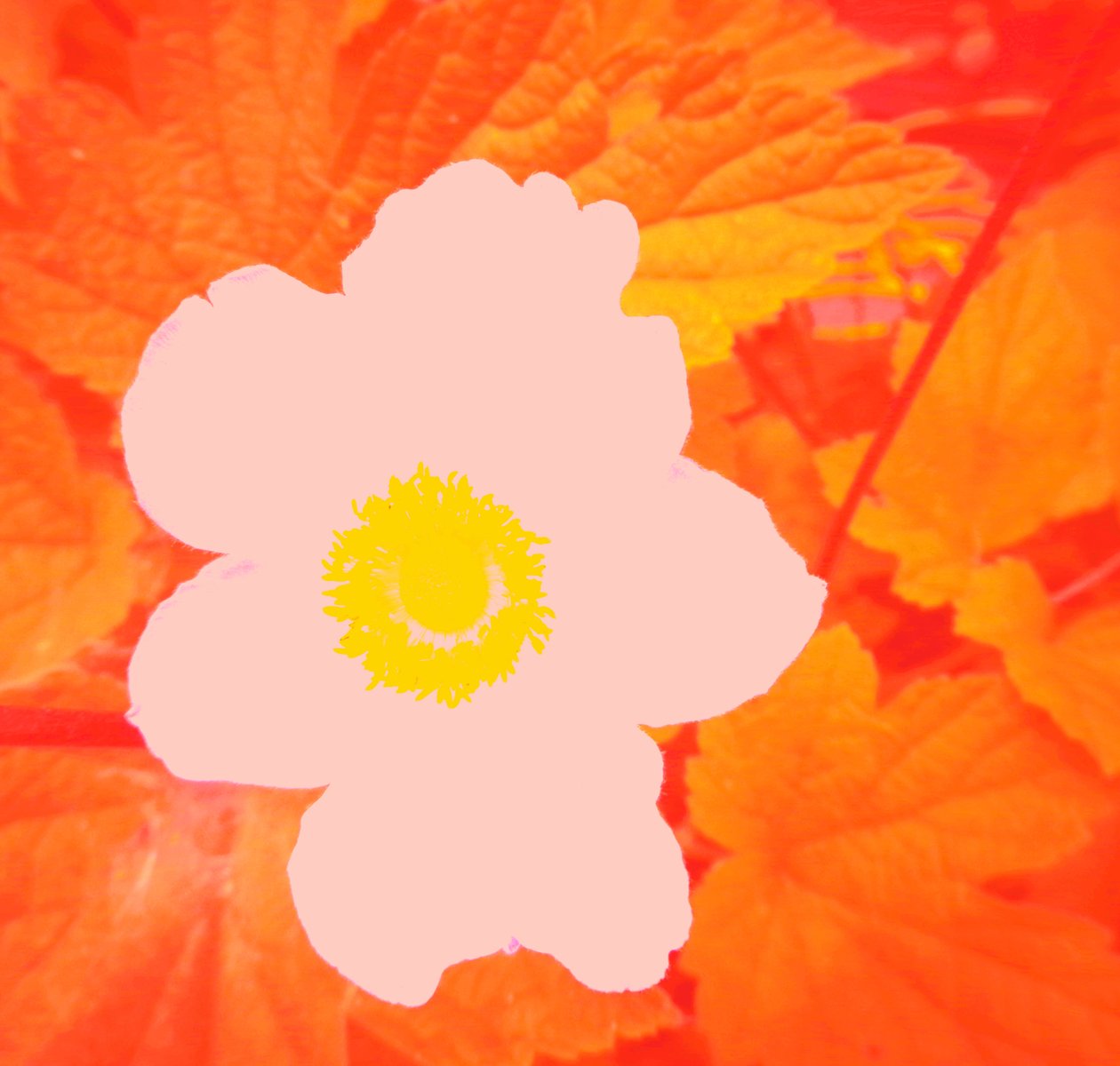Blume (Hommage ja Andy Warhol) tekijältä Martina Konitzky