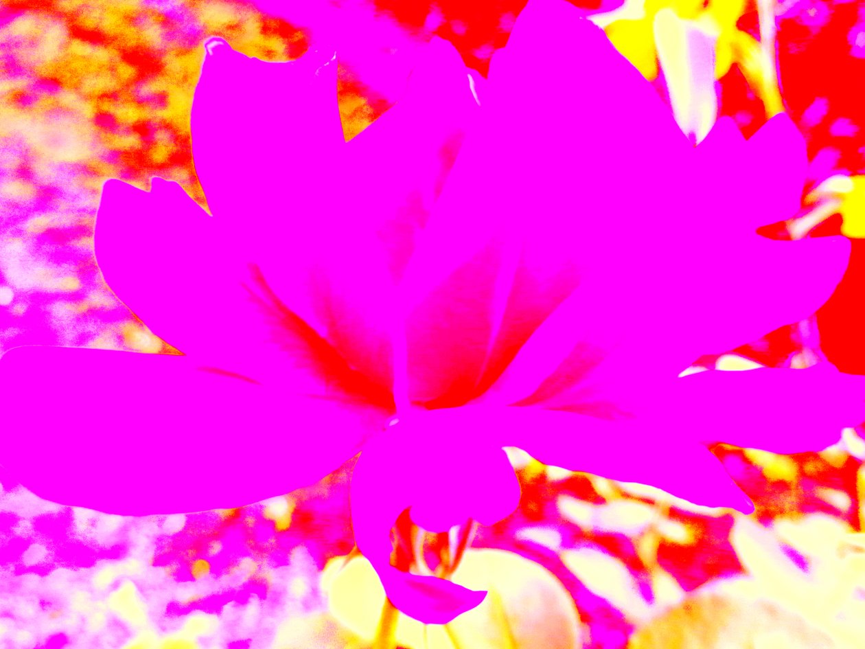 Rose Digitale Kunst tekijältä Martina Konitzky