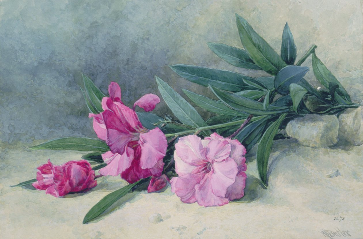 Oleander Blossom (akvarelli) tekijältä Mary E. Butler