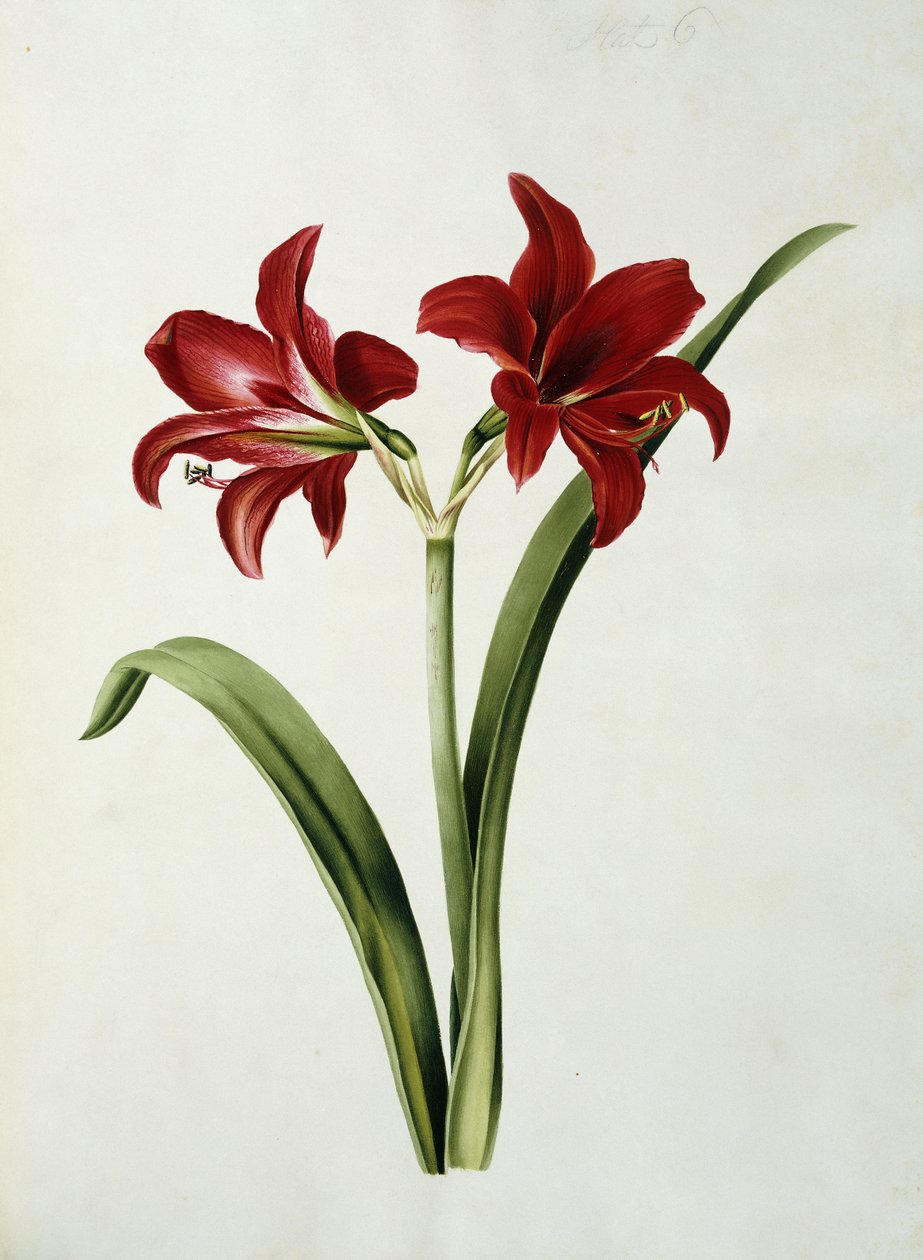 Punainen Amaryllis tekijältä Mary Elizabeth Rosenberg