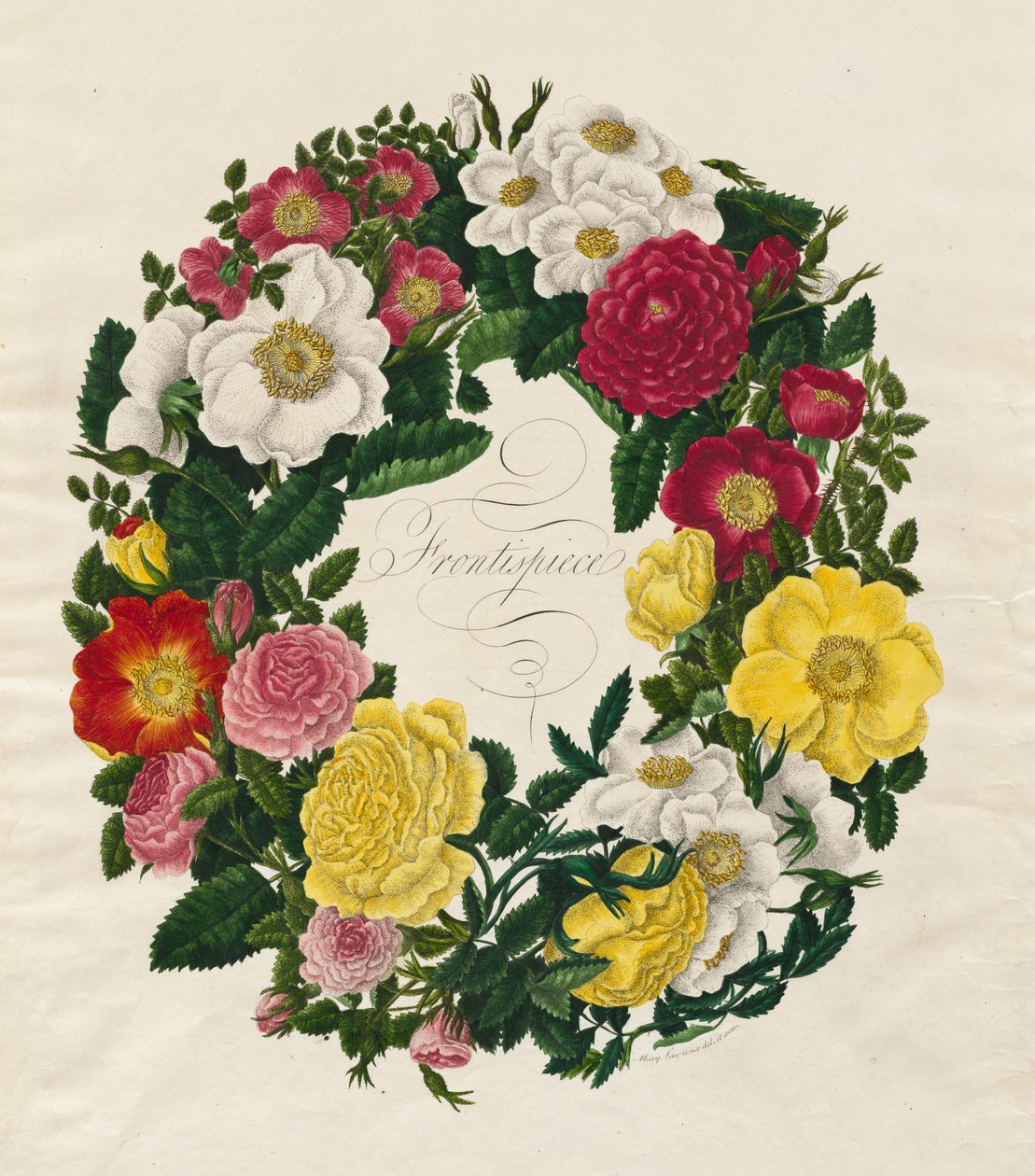 Ruususeppele, 1799. tekijältä Mary Lawrence