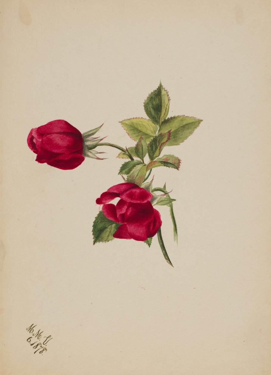 (Untitled--Rose) tekijältä Mary Vaux Walcott