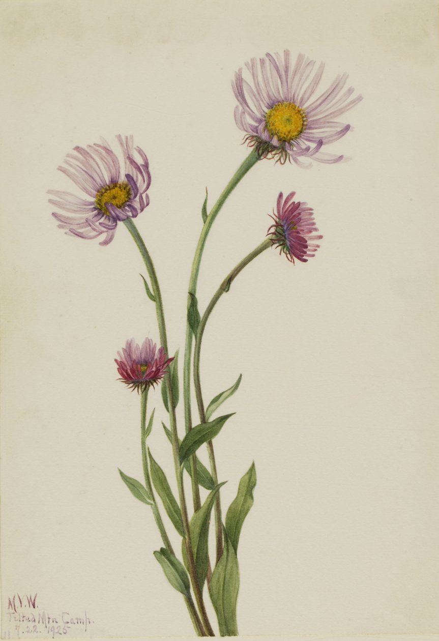 Alaska Fleabane Erigeron salsuginosus, 1925. tekijältä Mary Vaux Walcott