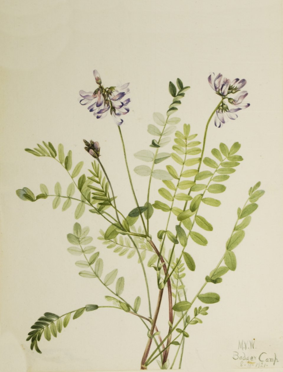 Alppipiippa Astragalus alpinus, 1921. tekijältä Mary Vaux Walcott
