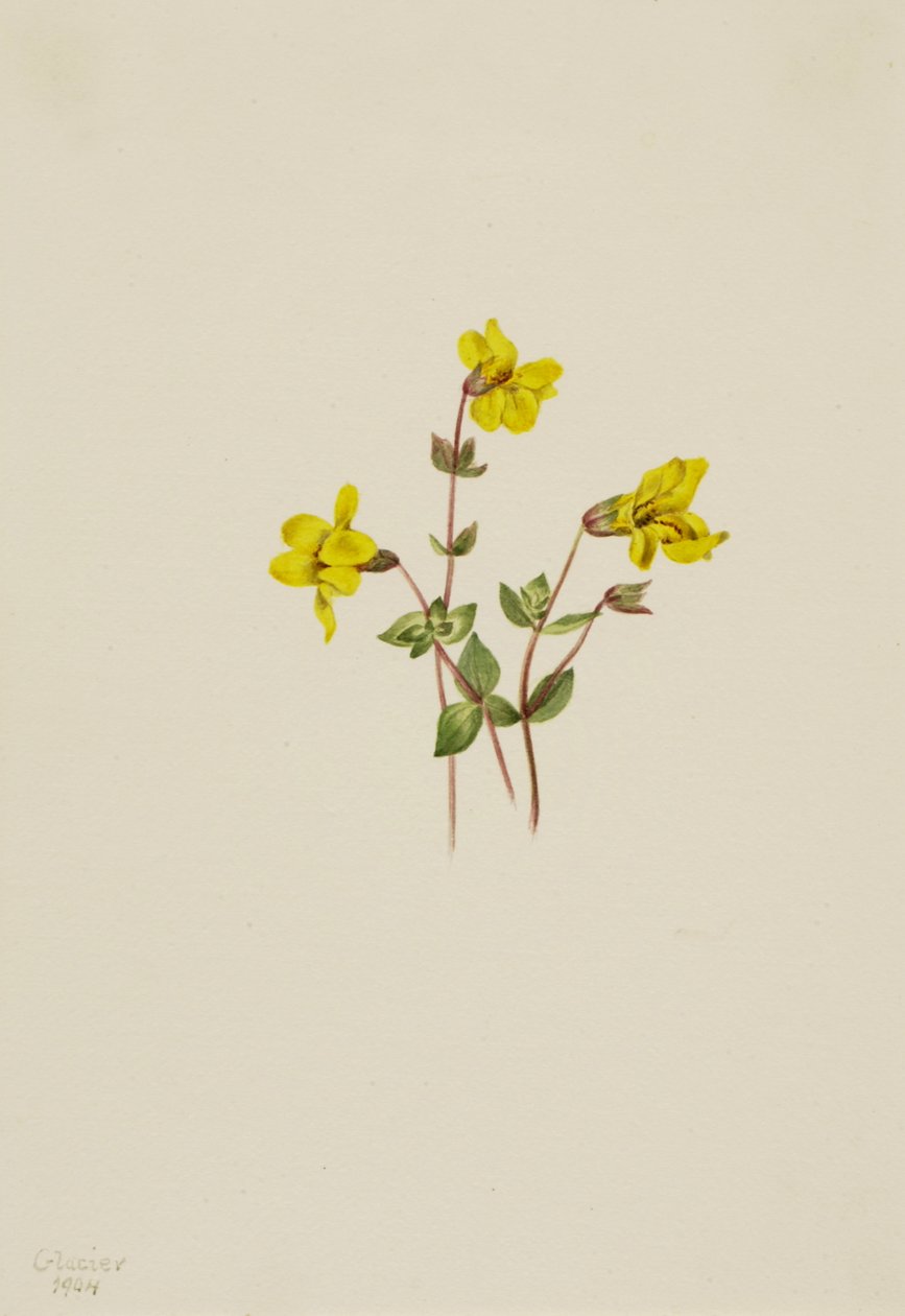 Alpine Monkey Flower Mimulus caespitosus, 1904. tekijältä Mary Vaux Walcott