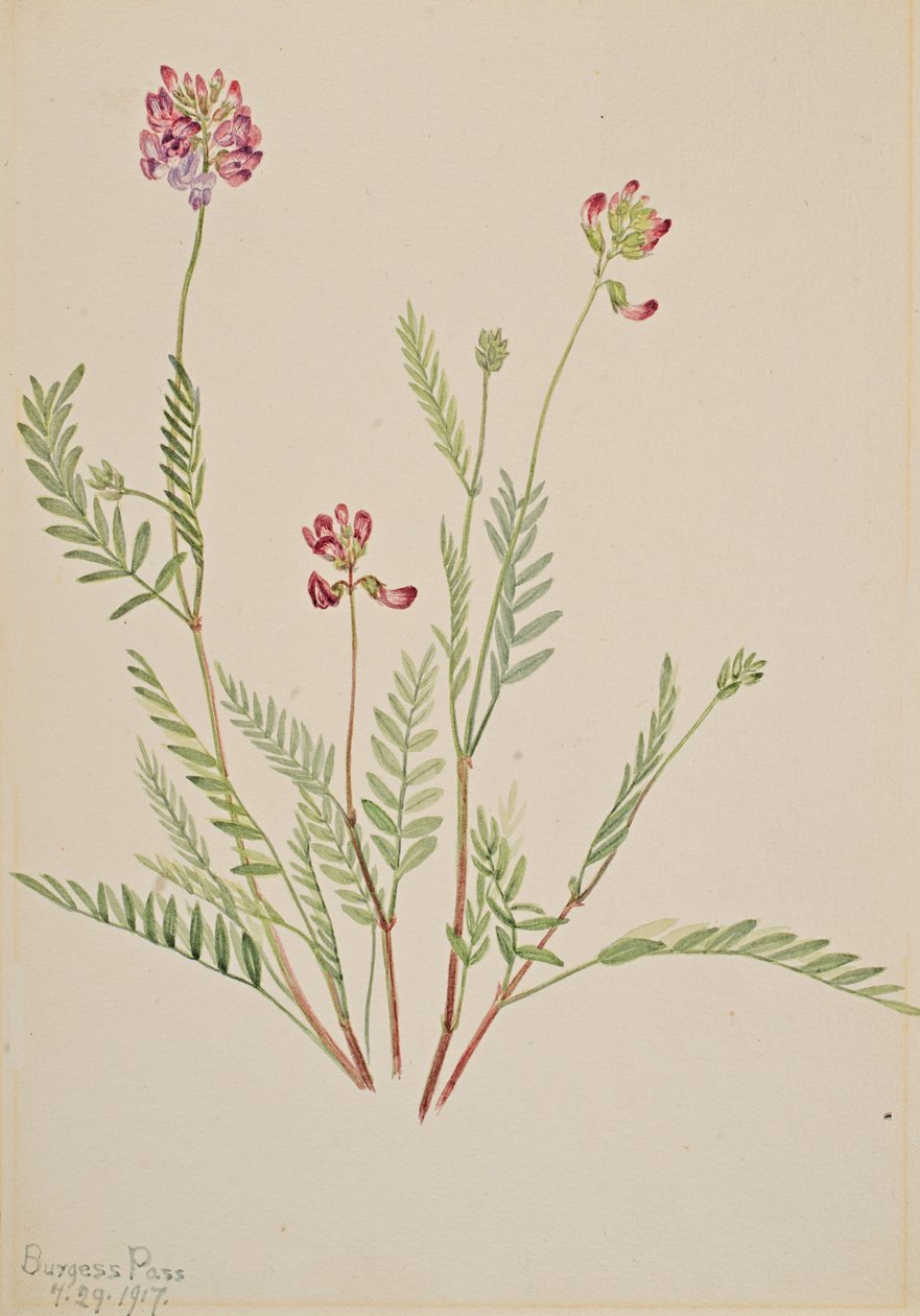 Alppivirna Astragalus bourgovii, 1917. tekijältä Mary Vaux Walcott