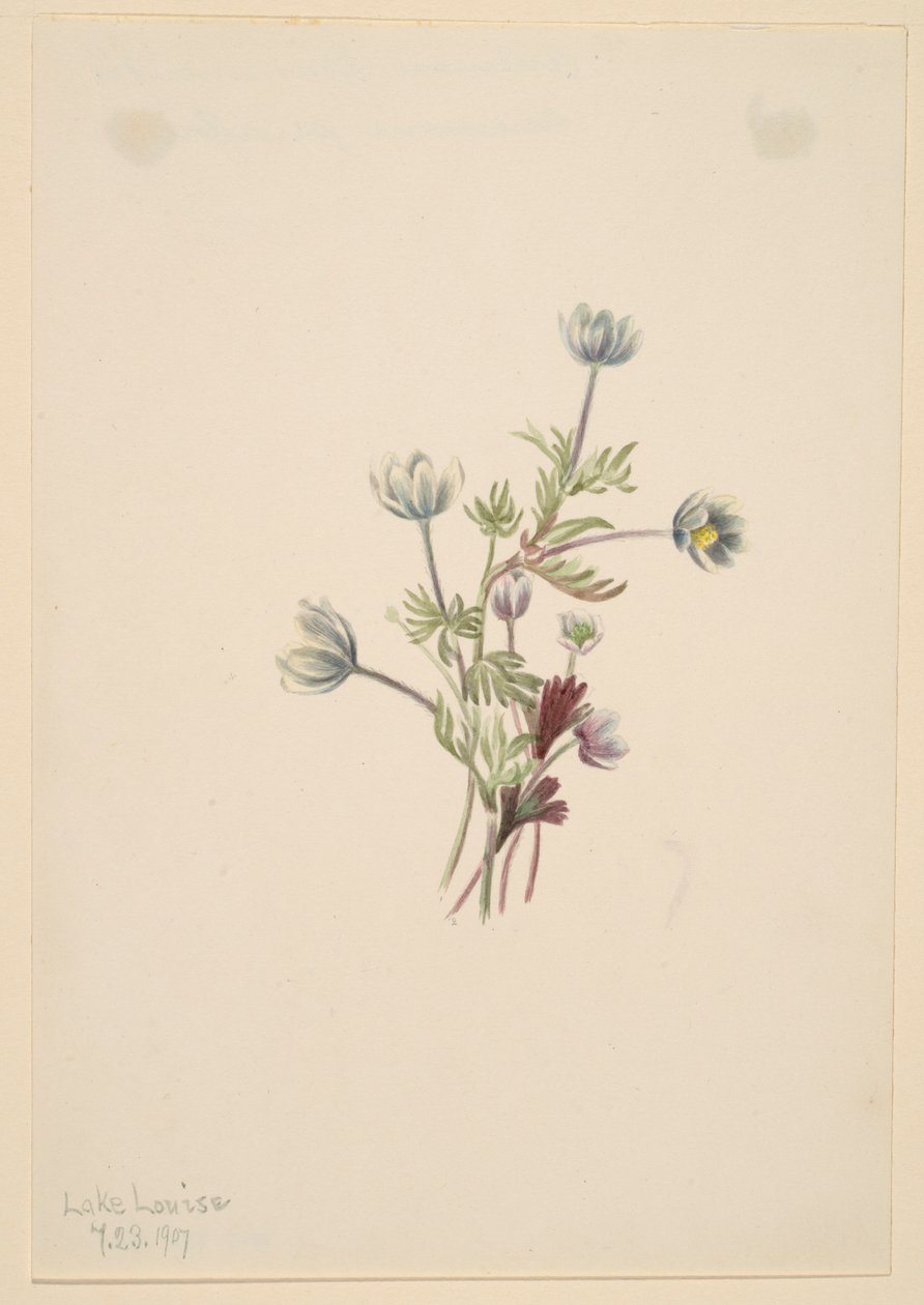 Anemone (Anemone drummondii) tekijältä Mary Vaux Walcott