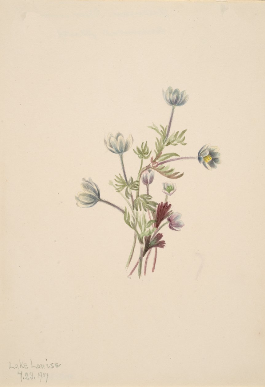 Anemone Anemone drummondii, 1907. tekijältä Mary Vaux Walcott