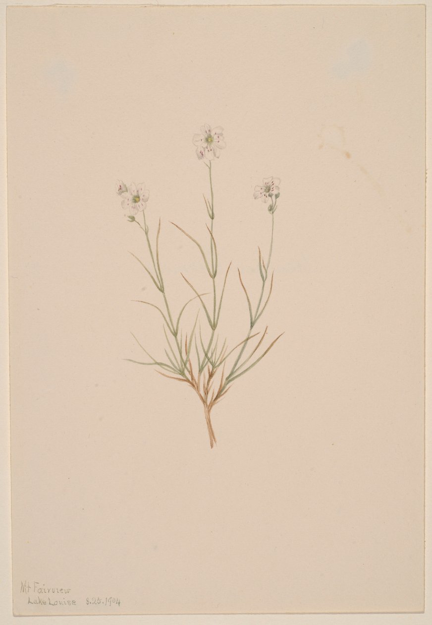Arenaria formosa tekijältä Mary Vaux Walcott