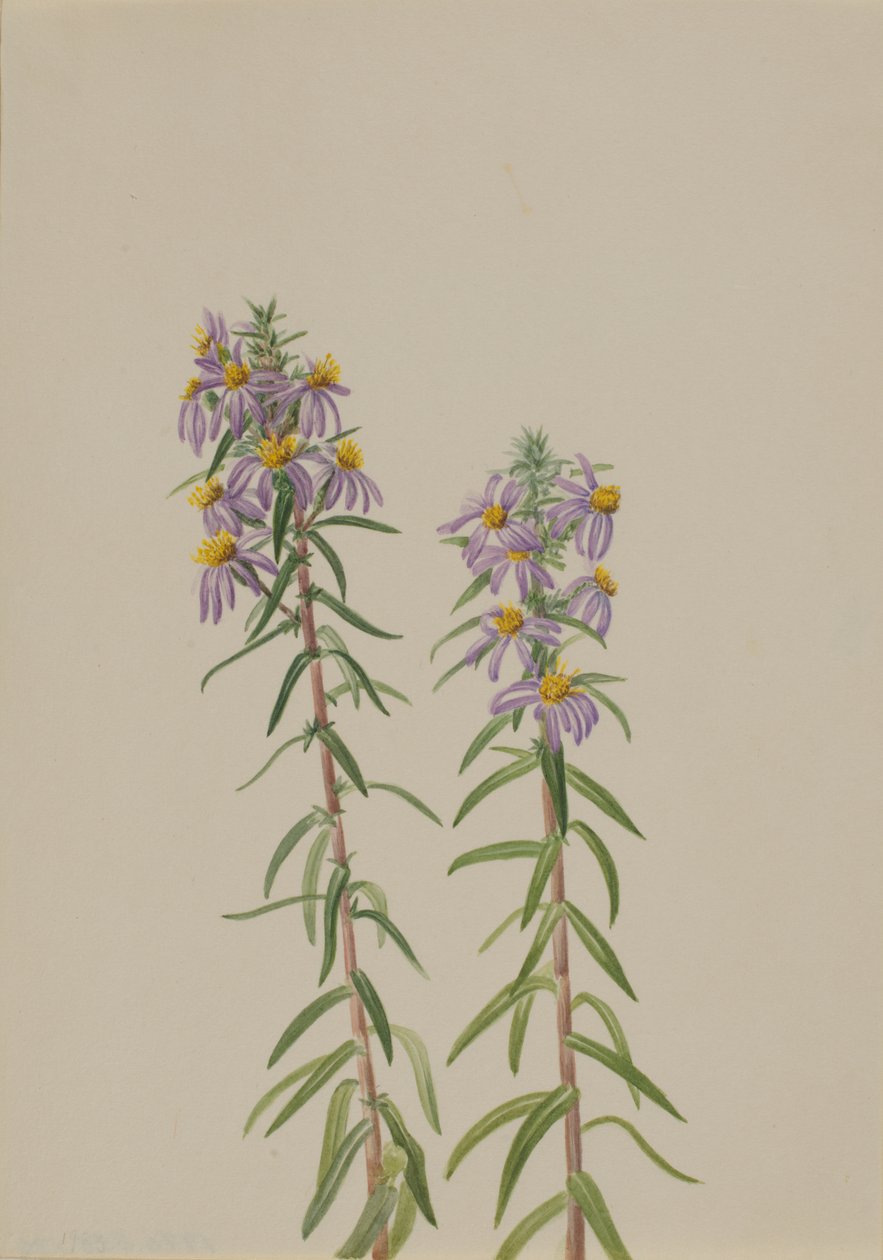 Aster Aster hirariifolius, 1923. tekijältä Mary Vaux Walcott
