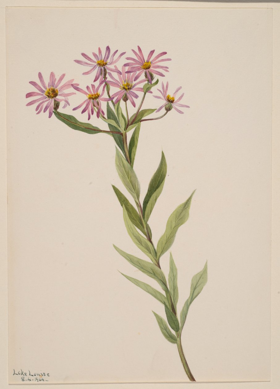 Aster Engelmann, 1904. tekijältä Mary Vaux Walcott