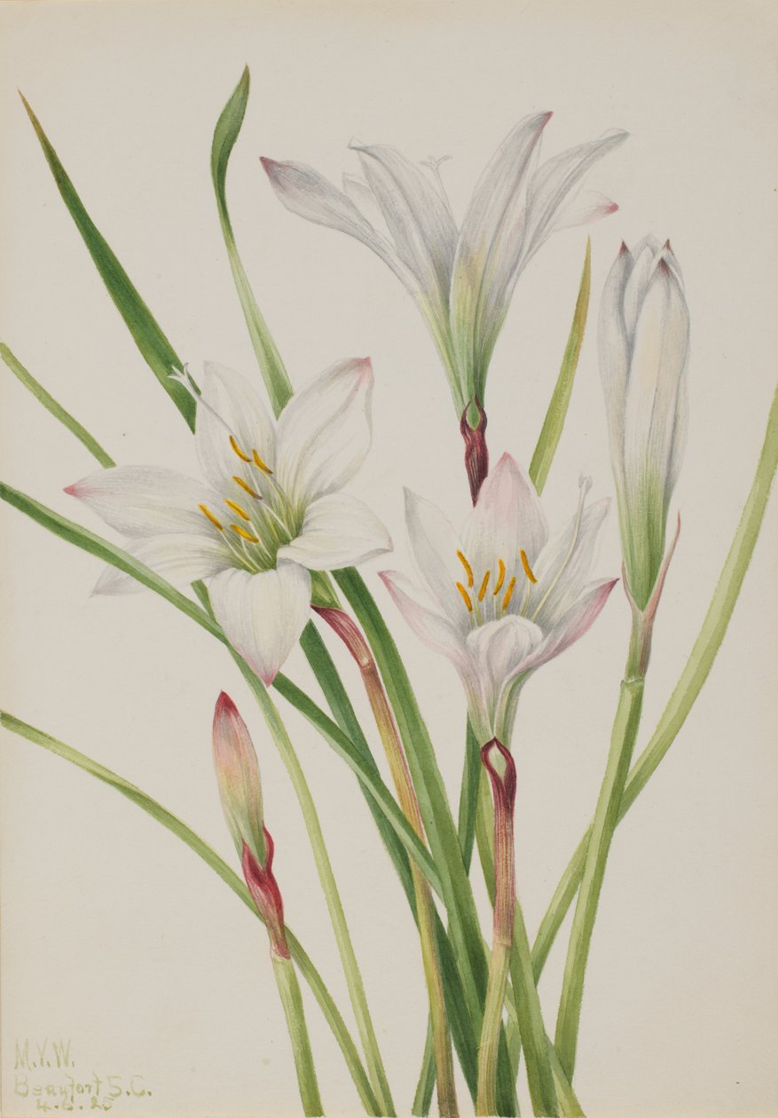 Atamasco-Lily Atamasco atamasco, 1925. tekijältä Mary Vaux Walcott
