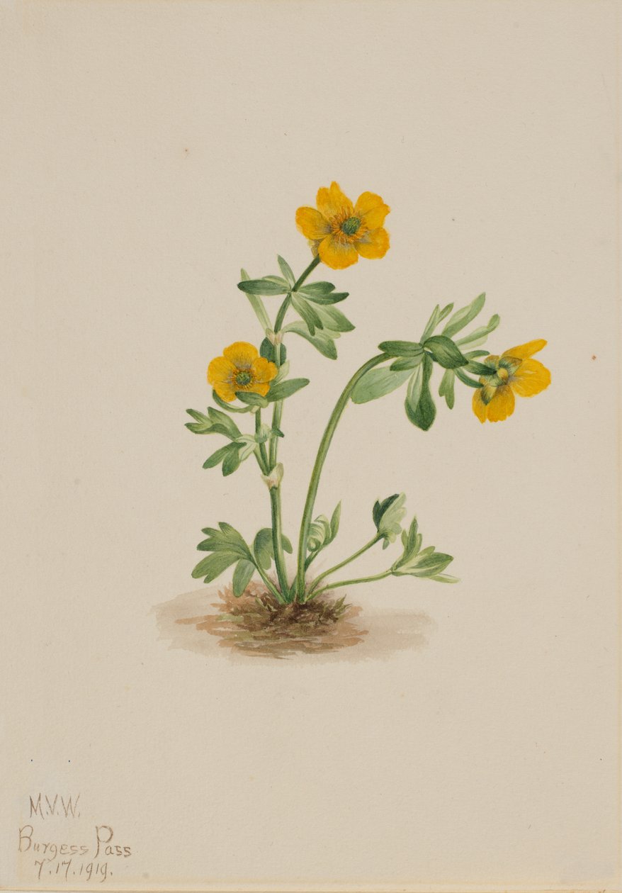 Avalanche Buttercup Ranunculus suksdorfii, 1919. tekijältä Mary Vaux Walcott