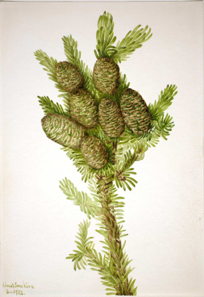 Balsam Fir Albies fraseri, 1932. tekijältä Mary Vaux Walcott