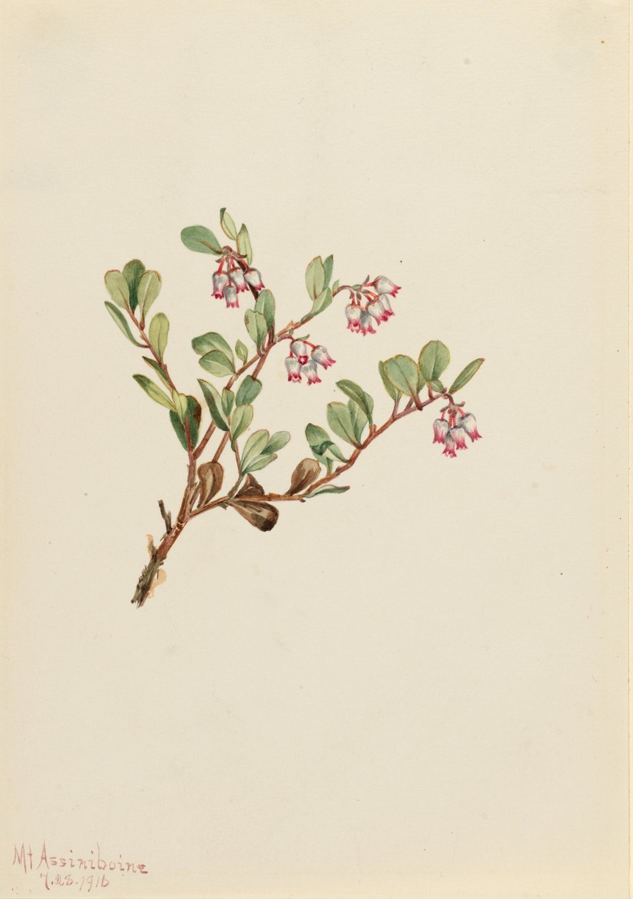 Karhunvatukka (Arctostaphylos uva-ursi) tekijältä Mary Vaux Walcott