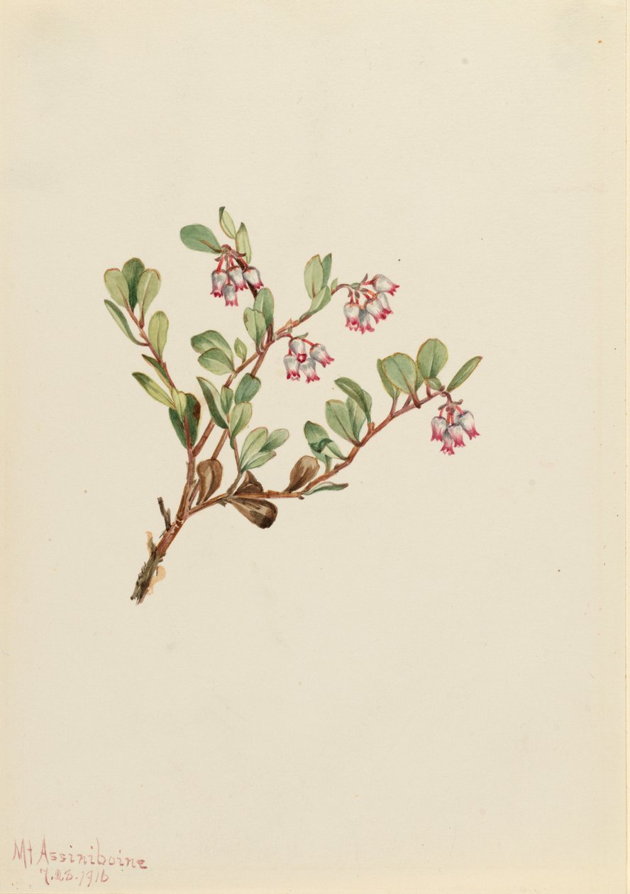 Karhumarja Arctostaphylos uva-ursi, 1916. tekijältä Mary Vaux Walcott