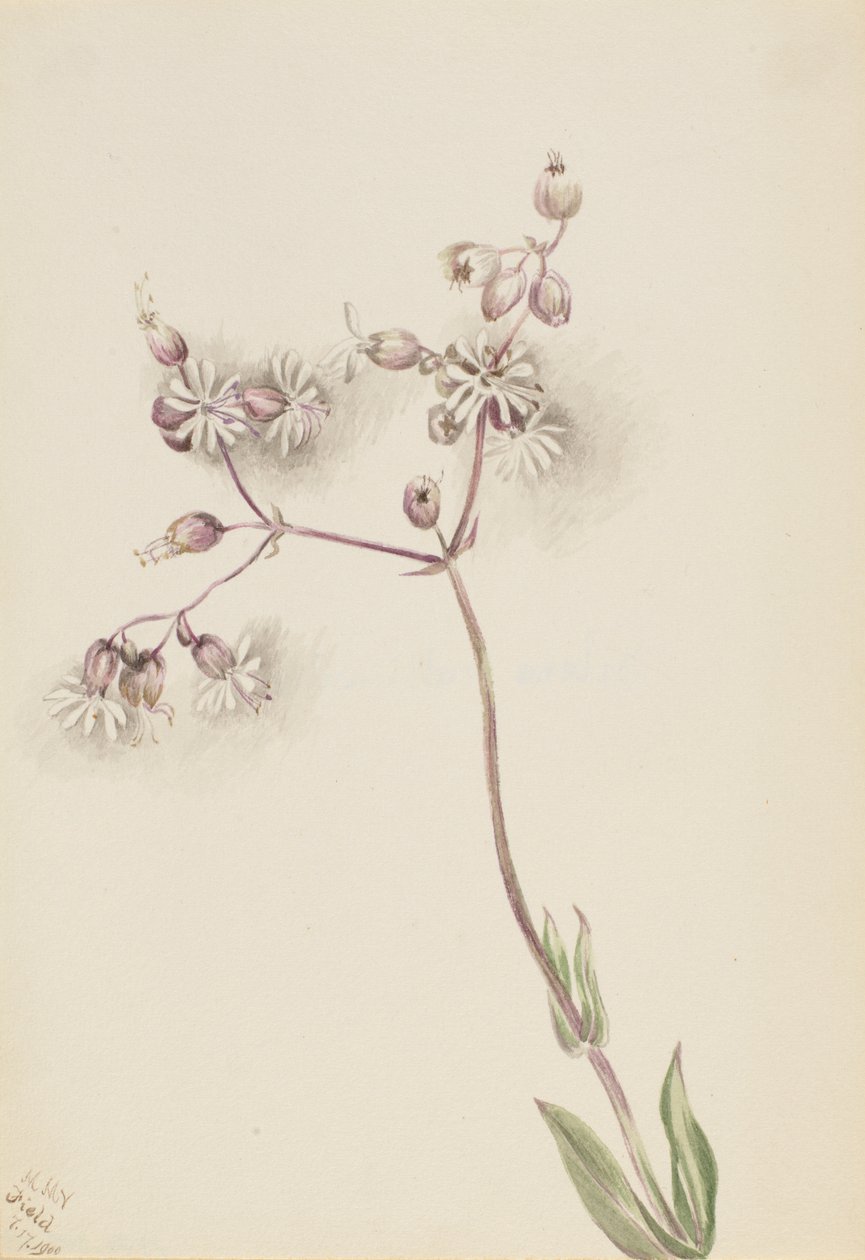Rakkolehti (Silene latifolia) tekijältä Mary Vaux Walcott