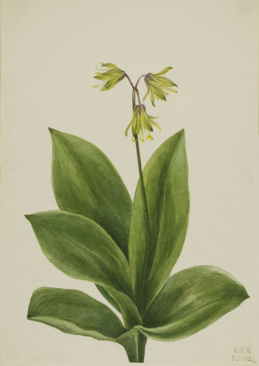 Sininen helmi Clintonia borealis, 1924. tekijältä Mary Vaux Walcott