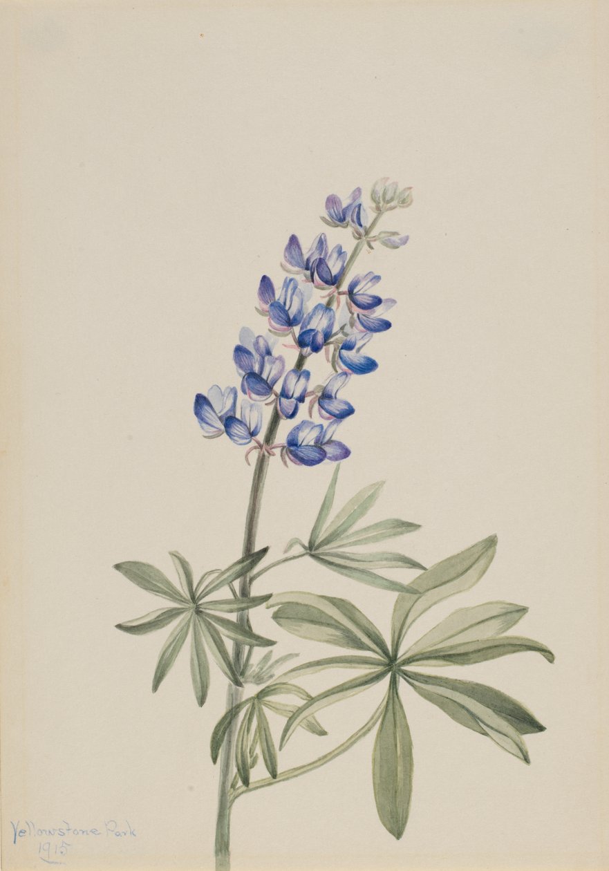 Sinilupiini Lupinus argenteus, 1915. tekijältä Mary Vaux Walcott