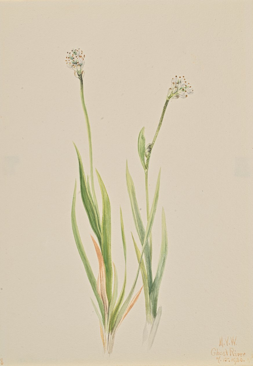 Bog-Asphodel Tofieldia intermedia, 1920. tekijältä Mary Vaux Walcott
