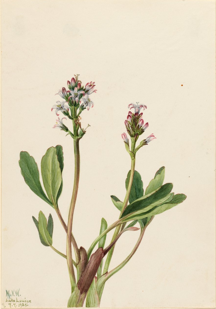 Bogbean Menyanthes trifoliata, 1925. tekijältä Mary Vaux Walcott