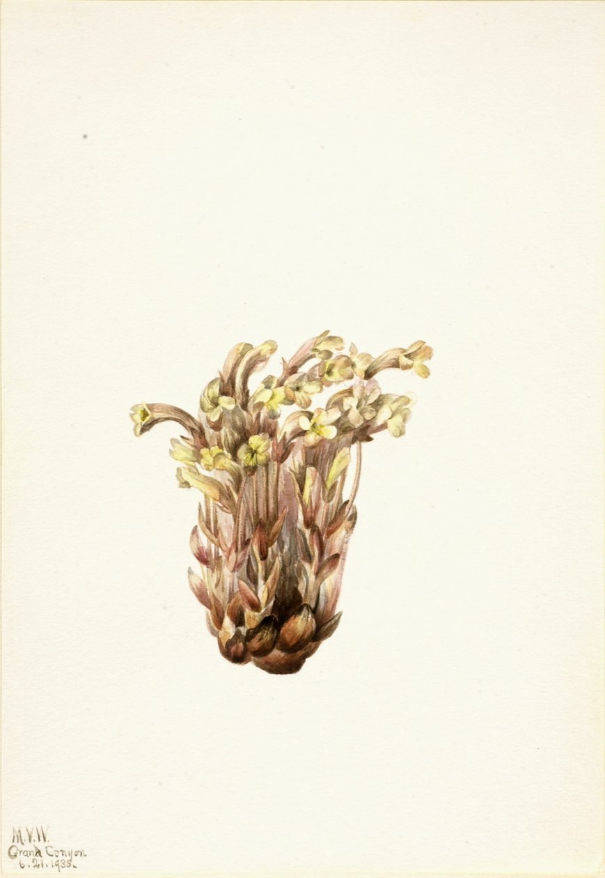 Luutarha (Orobanche fasciculata) tekijältä Mary Vaux Walcott