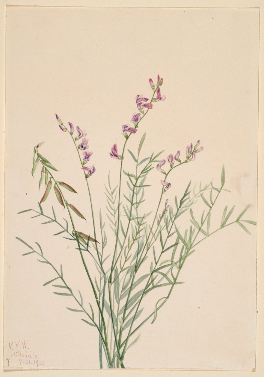 Burgessin maitohorsma (Astragalus bourgovii) tekijältä Mary Vaux Walcott