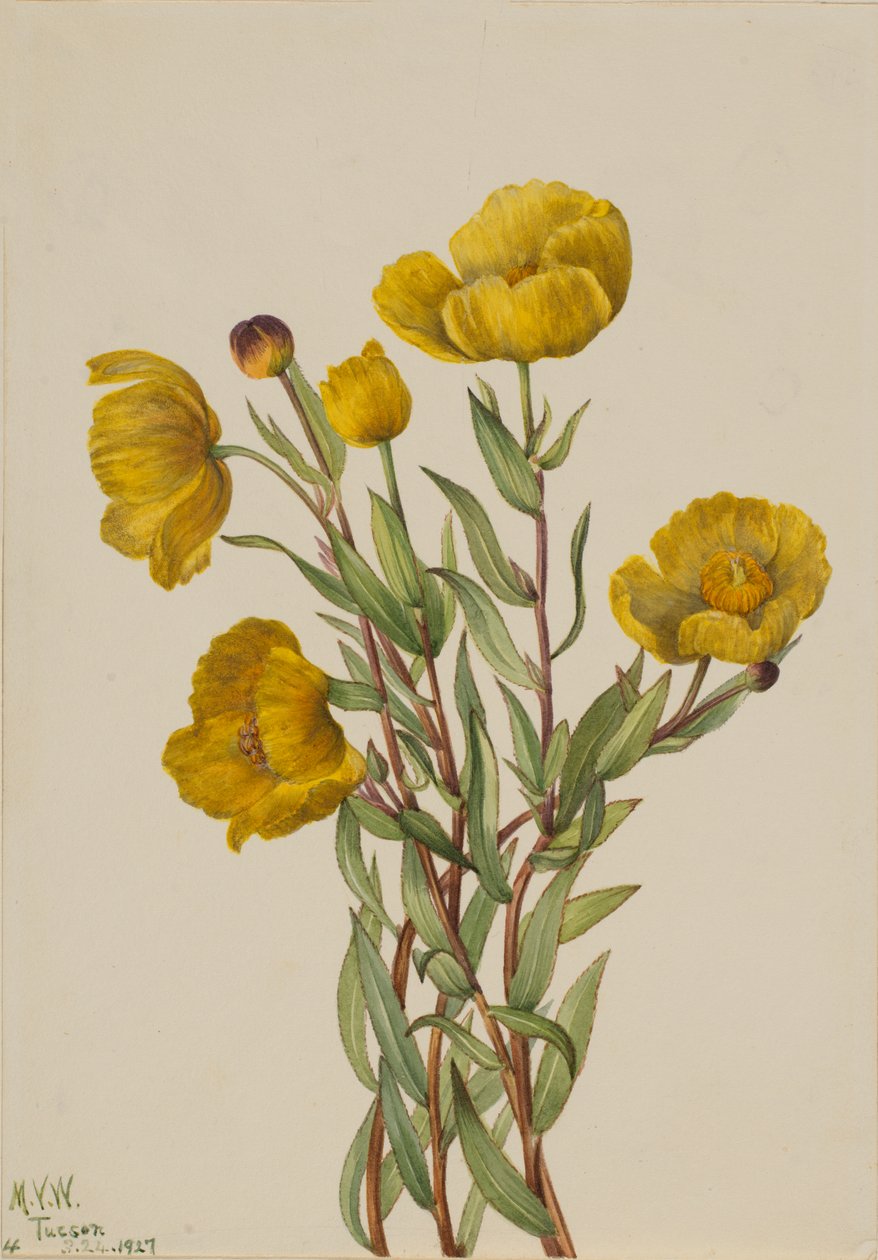 Bushpoppy Dendromecon rigidum, 1927. tekijältä Mary Vaux Walcott