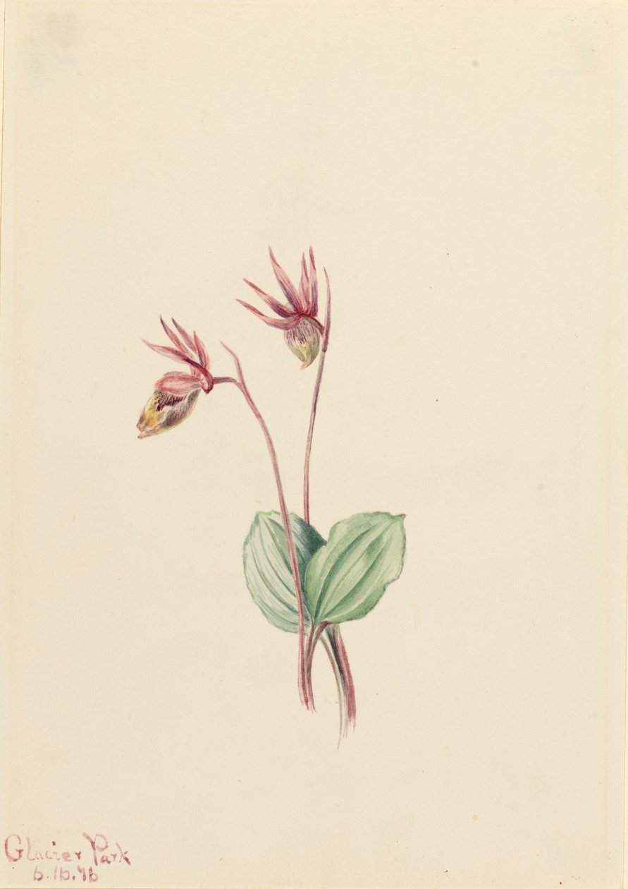 Calypso Cytherea bulbosa, 1916. tekijältä Mary Vaux Walcott