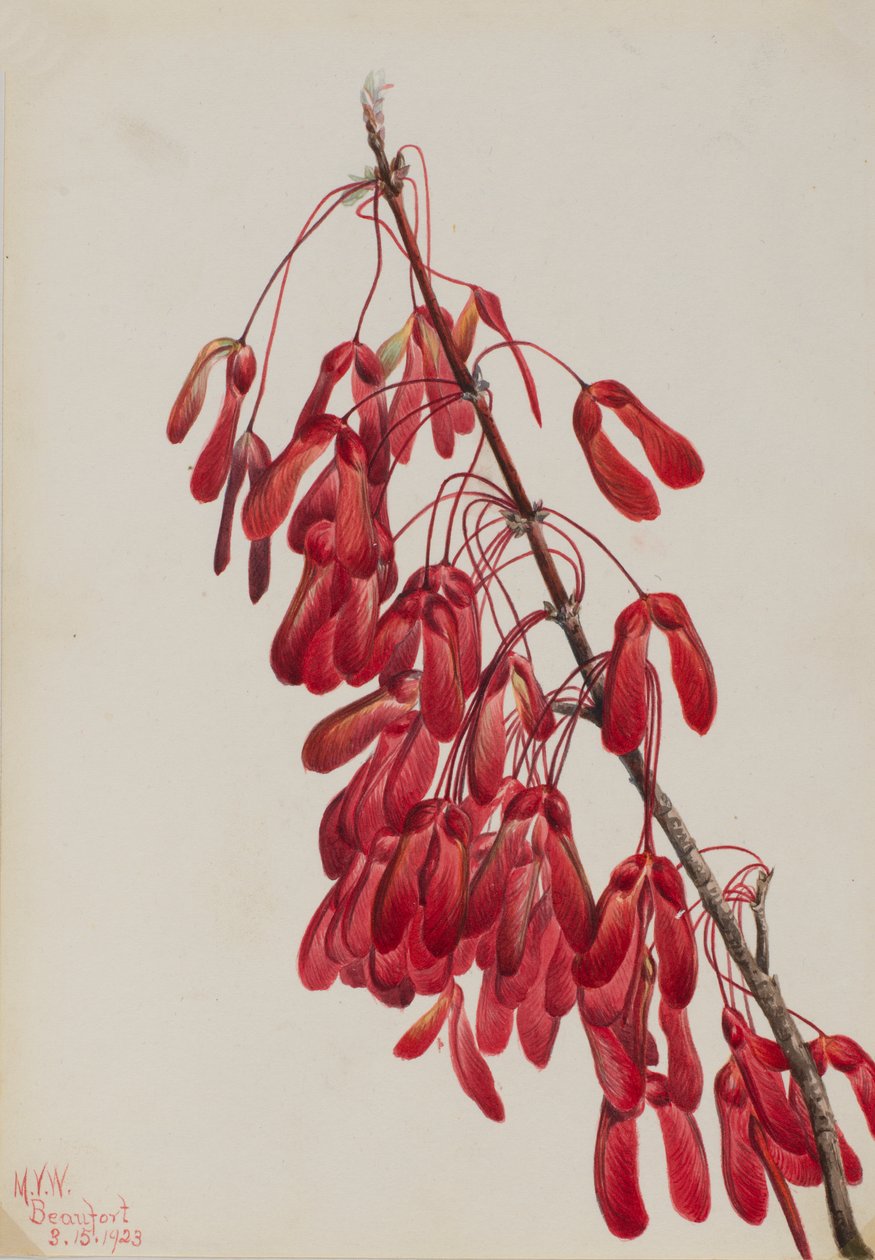 Carolina Maple Acer carolinianum, 1923. tekijältä Mary Vaux Walcott
