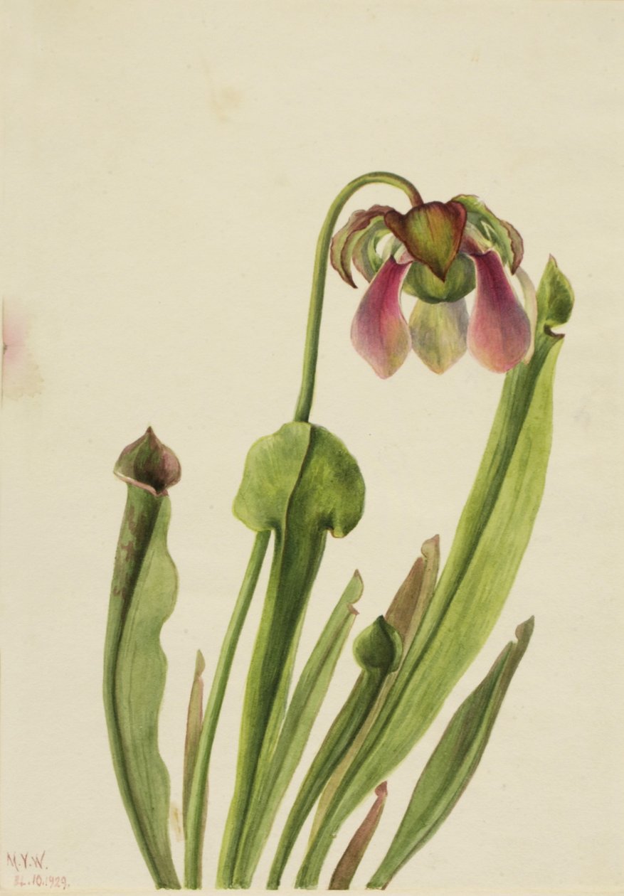 Catesby kannukasvi (Sarracenia catesaei) tekijältä Mary Vaux Walcott