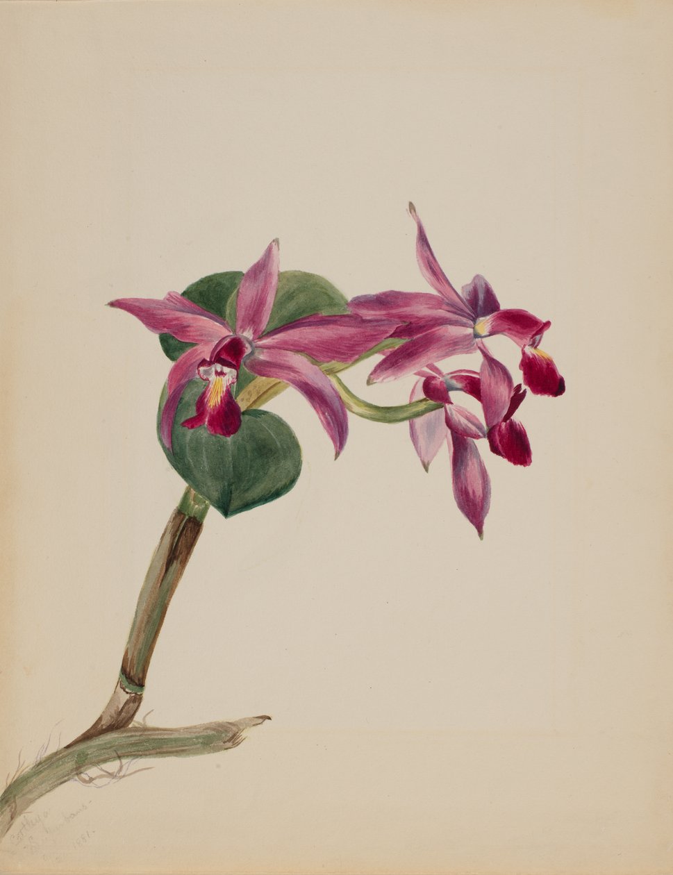 Cattleya ylpeä, 1881. tekijältä Mary Vaux Walcott