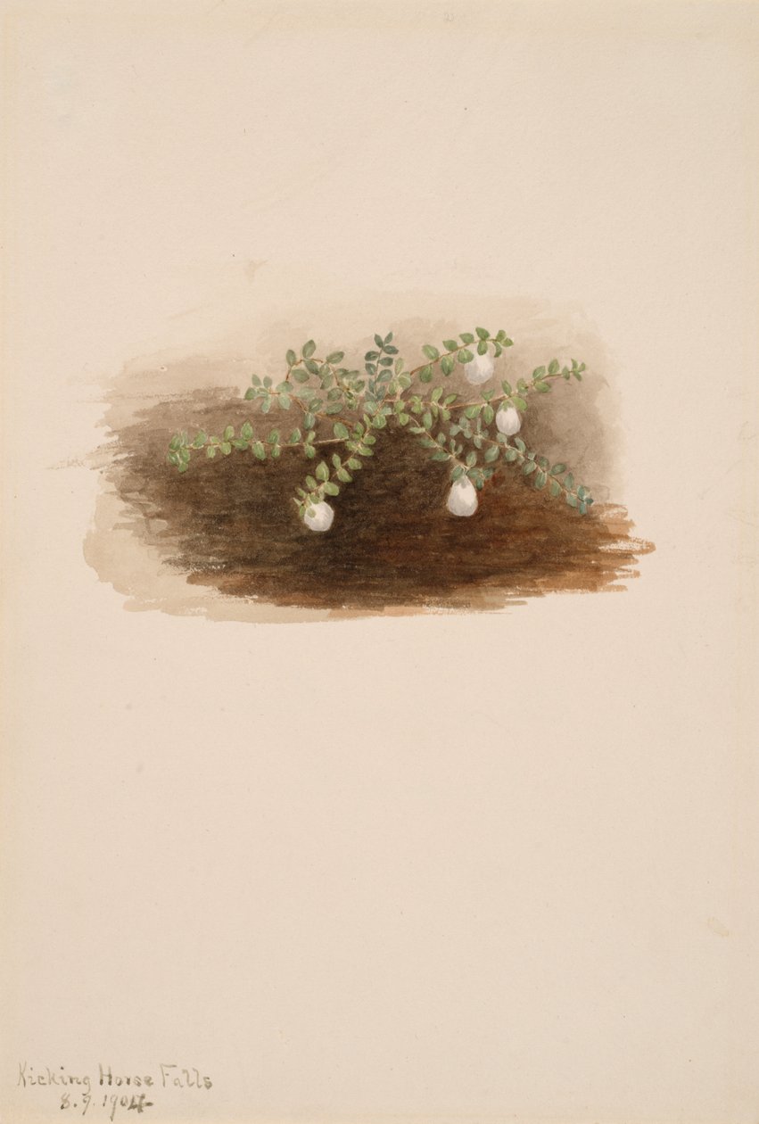 Chiogenes hispidula, 1904. tekijältä Mary Vaux Walcott