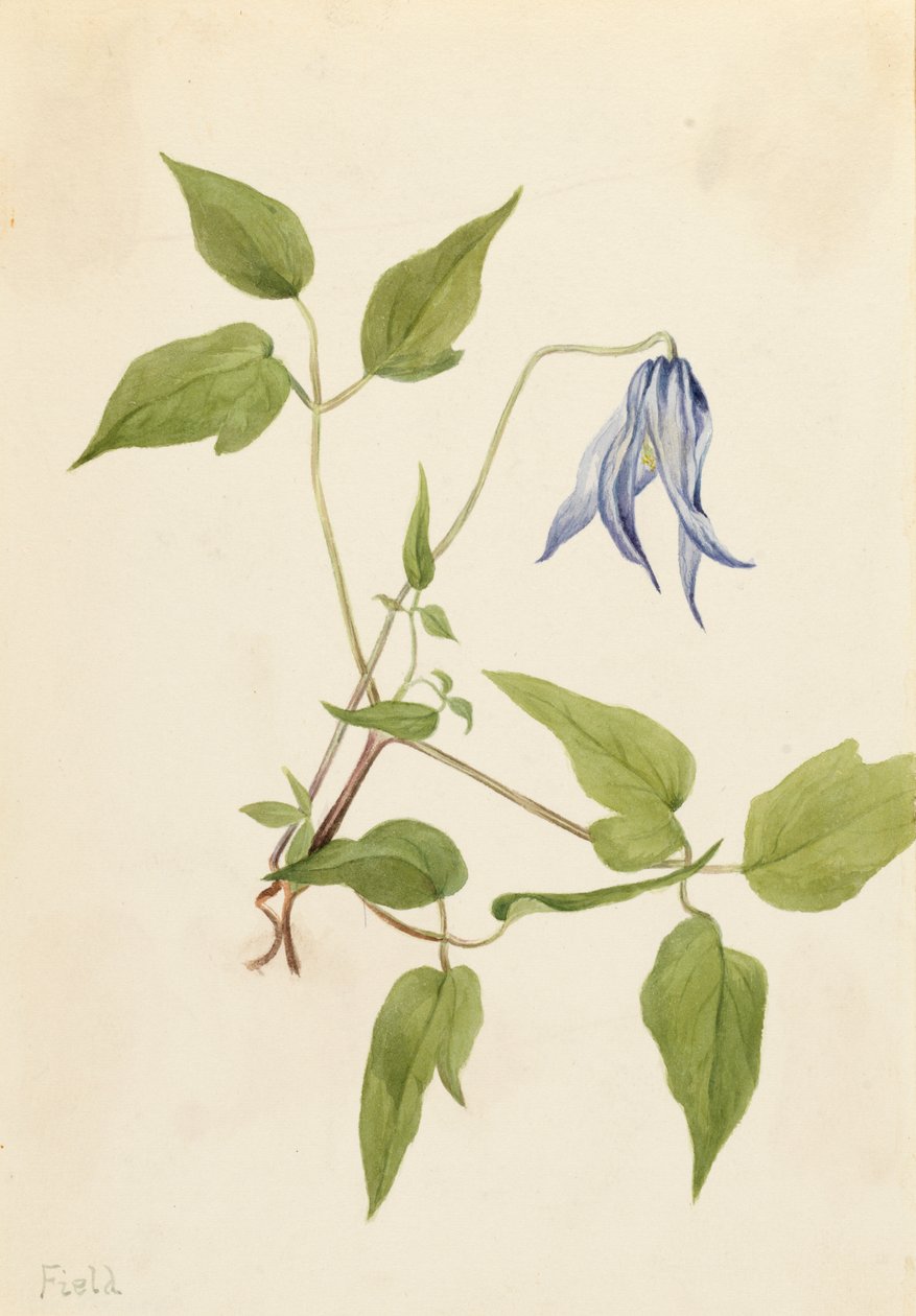 Columbia Clematis Clematis columbiana, n. 1900-1925. tekijältä Mary Vaux Walcott