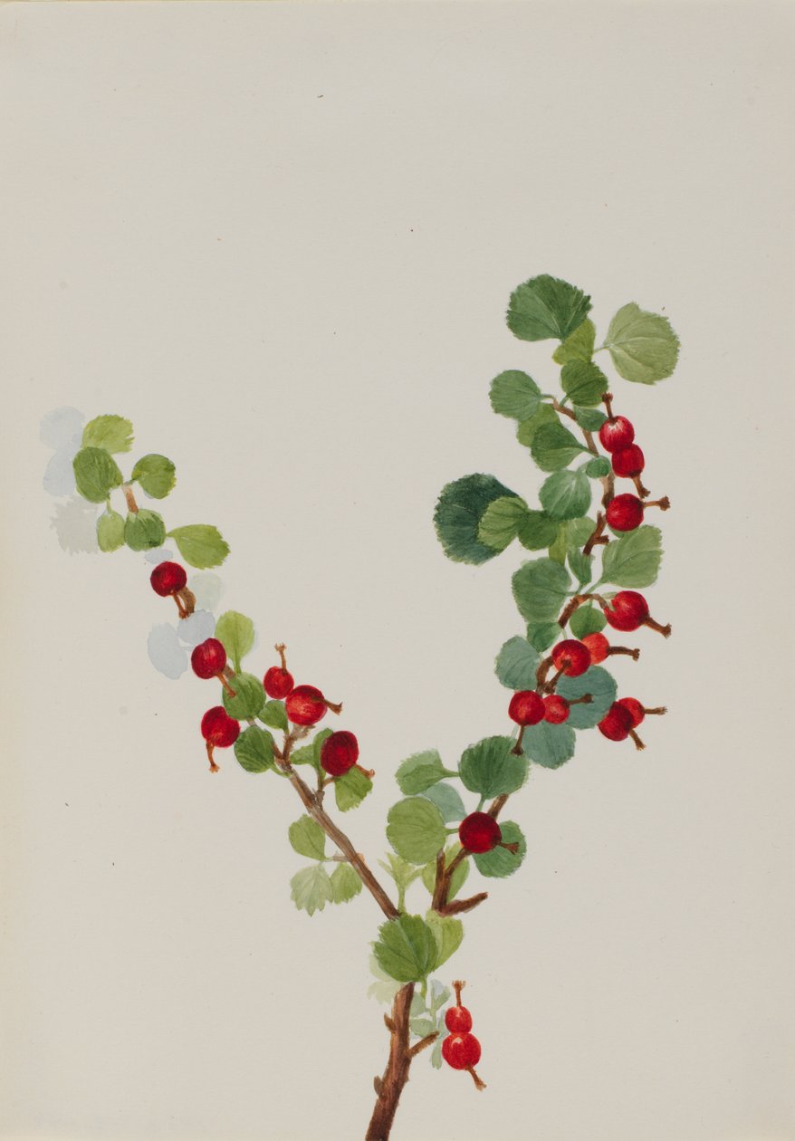 Herukka keskeneräinen Ribes-laji, n.d. tekijältä Mary Vaux Walcott