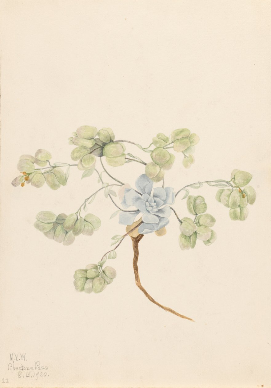 Kaksoisrakkula Physaria didymocarpa, 1920. tekijältä Mary Vaux Walcott