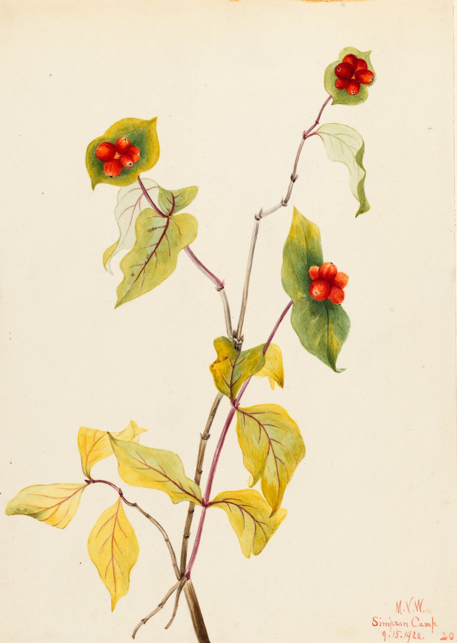 Douglas Honeysuckle Lonicera glaucescens, 1922. tekijältä Mary Vaux Walcott