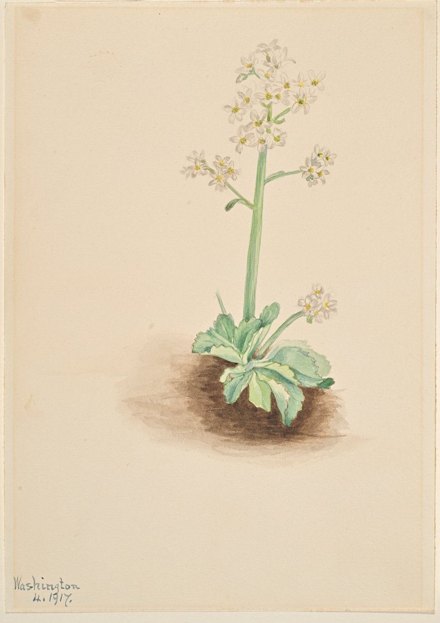 Varhainen Saxifrage (Saxifraga virginiensis) tekijältä Mary Vaux Walcott