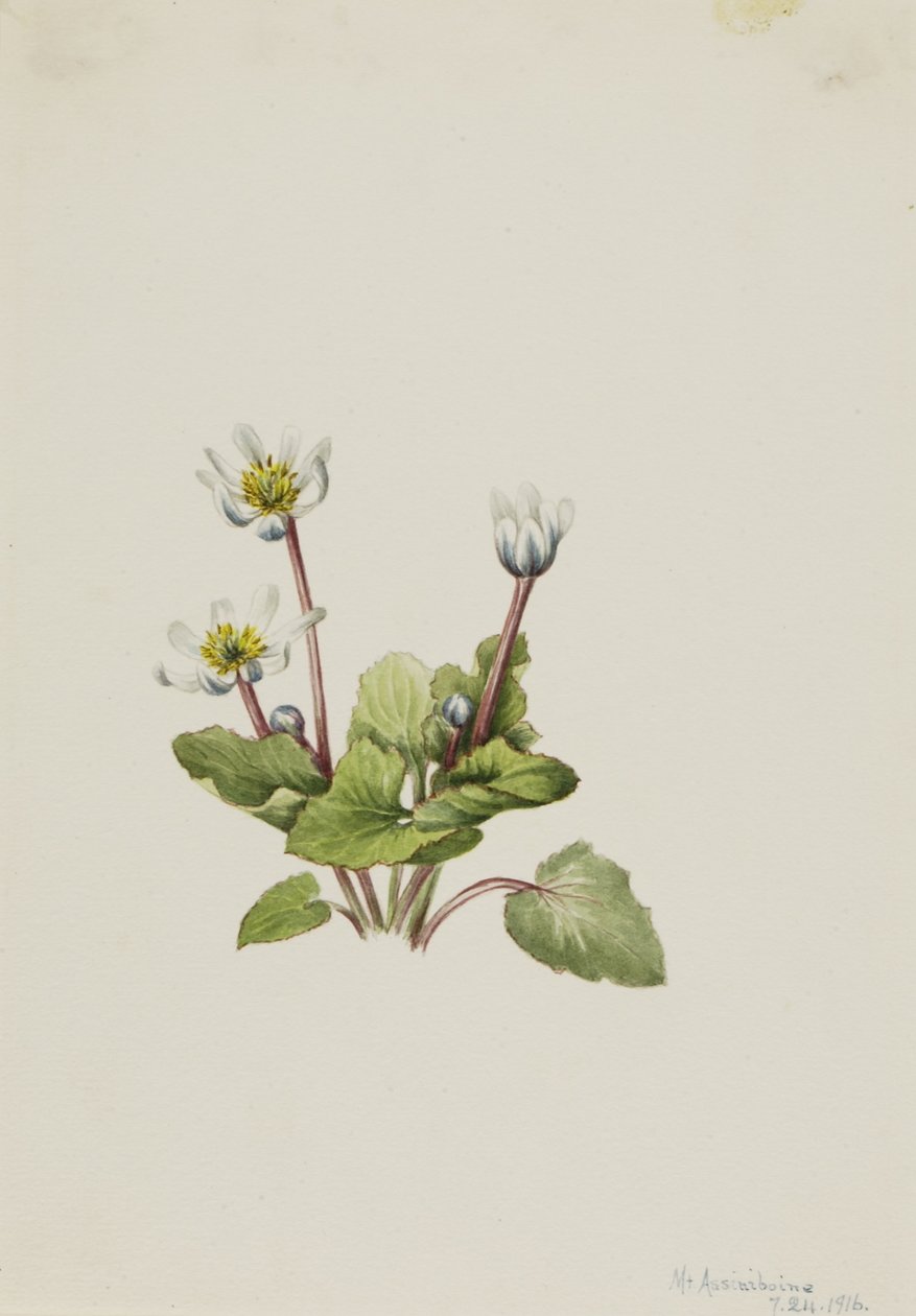 Elkslip (Caltha leptosepala) tekijältä Mary Vaux Walcott