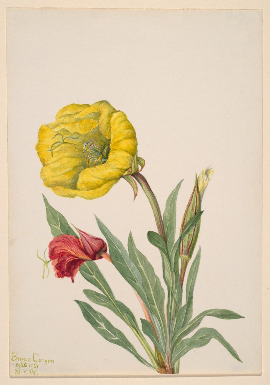 Iltahelokki Oenothera howardi, 1928-1931. tekijältä Mary Vaux Walcott